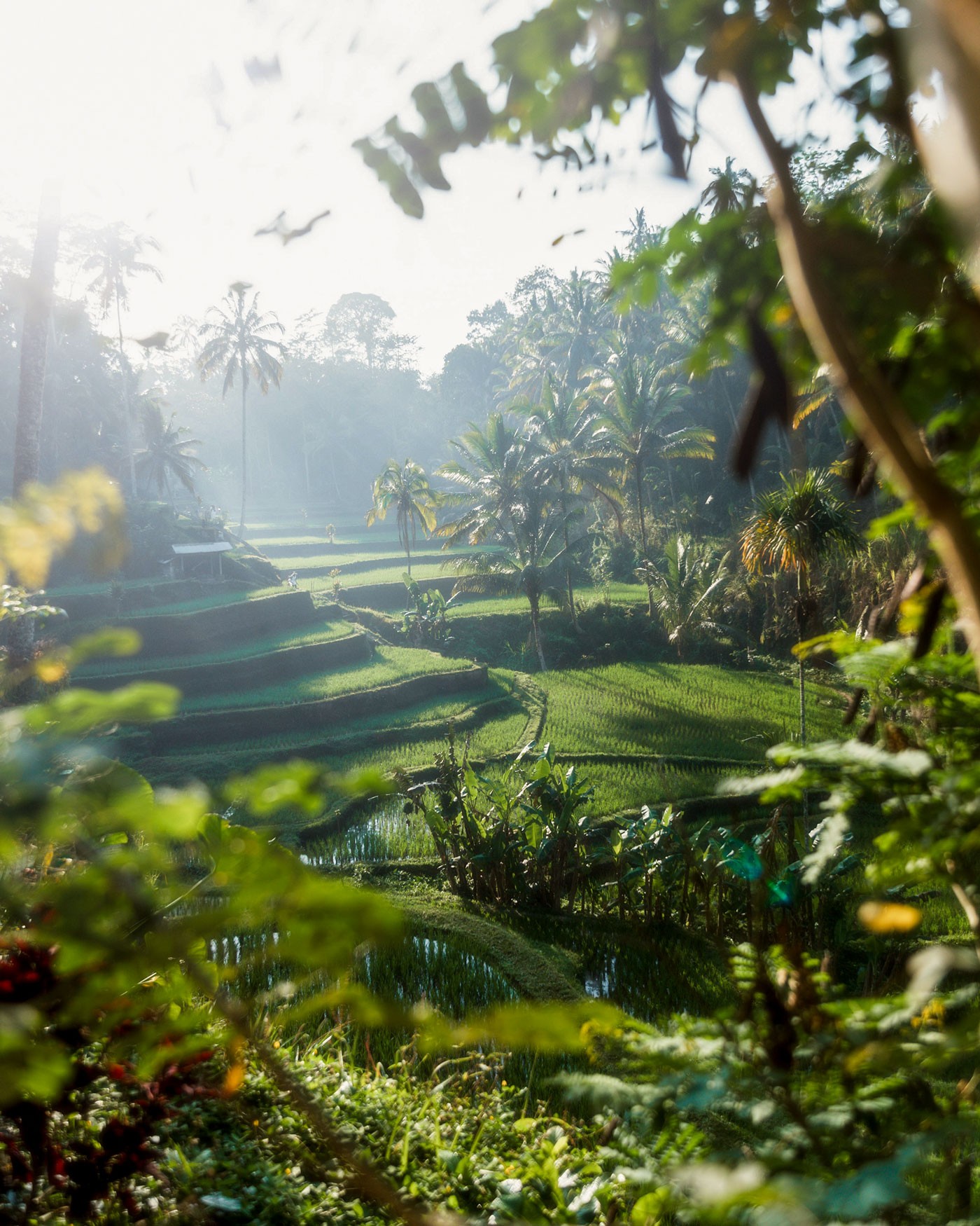 bali.jpg